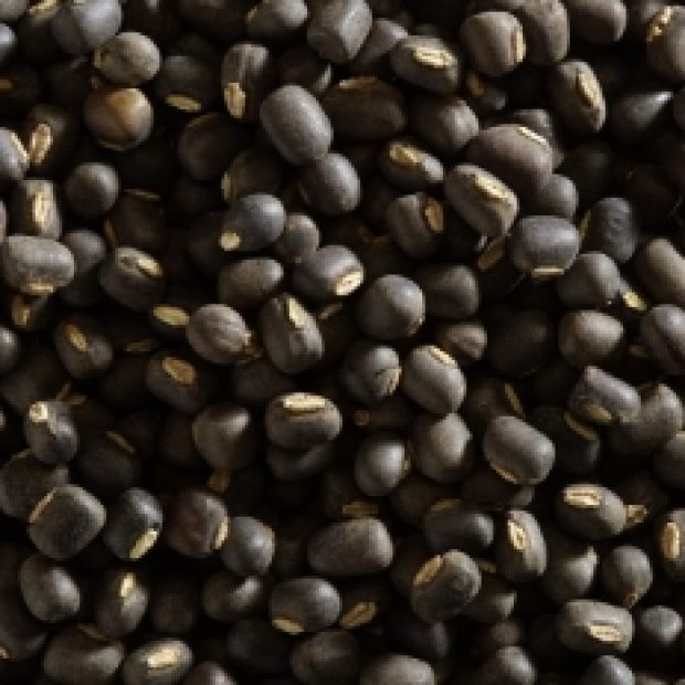 Kacang Hitam Tauge