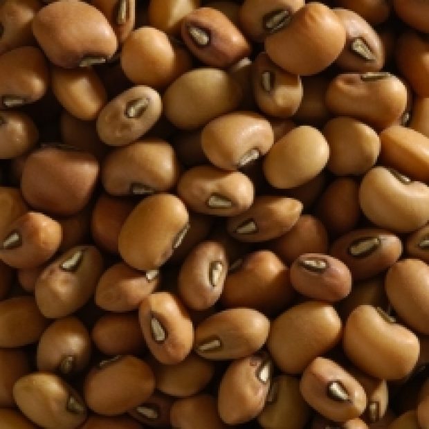 Kacang Tunggak