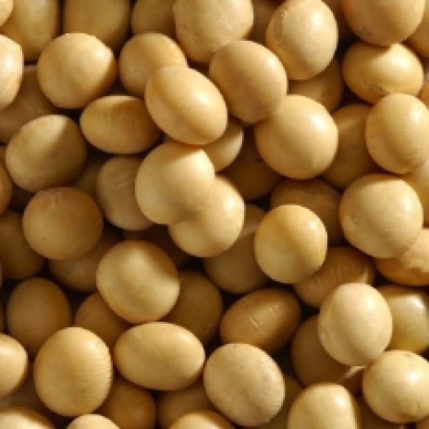 Kacang Kedelai