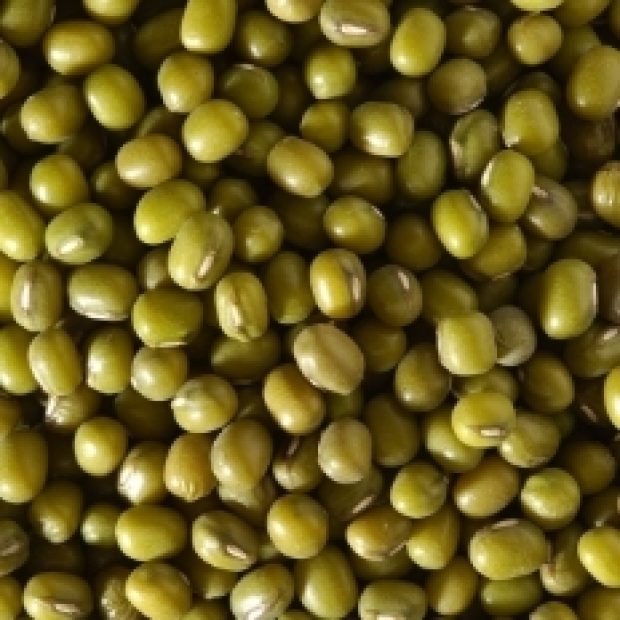 Kacang Hijau Tauge